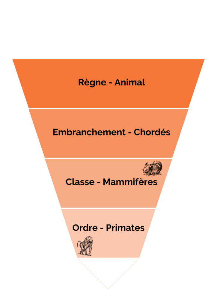 classification des primates