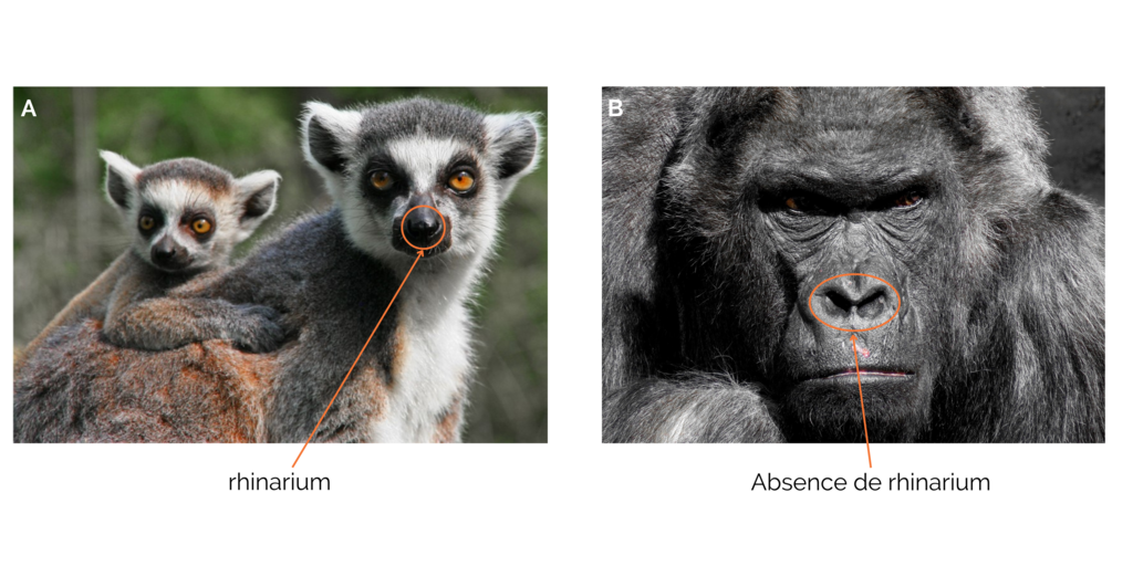 rhinarium gorille et lémurien - primates