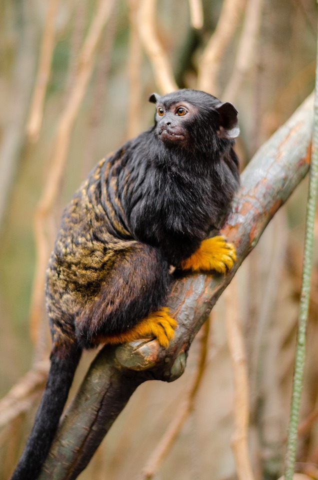 Locomotion of a red-handed tamarin