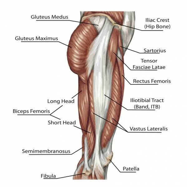 gluteal and upper thigh muscles in modern humans