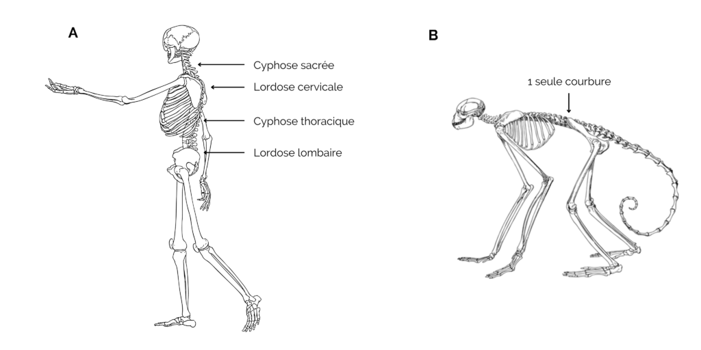Comparaison colonne vertébrale chez Homo sapiens et primate non humain pour comprendre la bipédie 