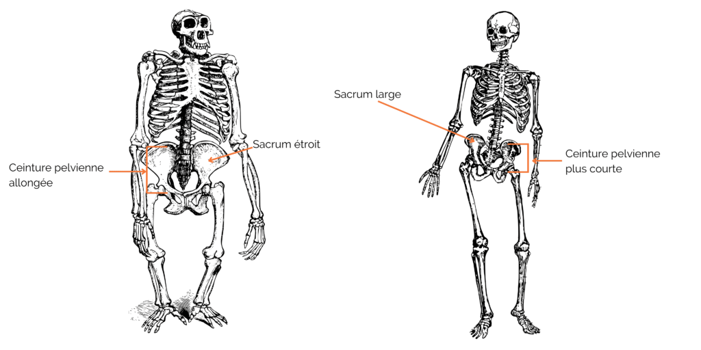 Comparaison bassin d'un chimpanzé et d'un Homo sapiens pour mieux comprendre la bipédie de notre espèce.