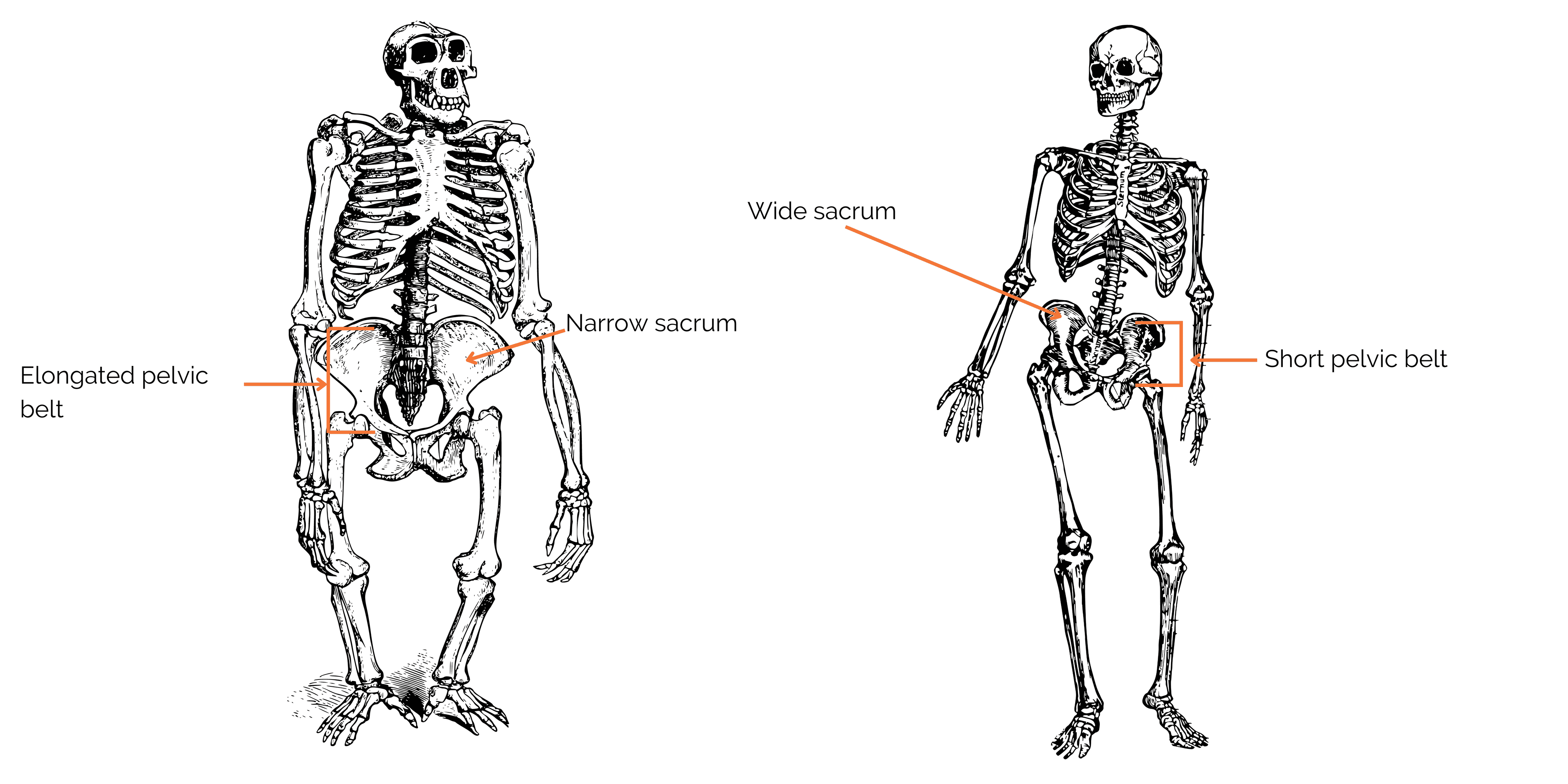 Comparaison between the pelvis of a chimpanzee and human 