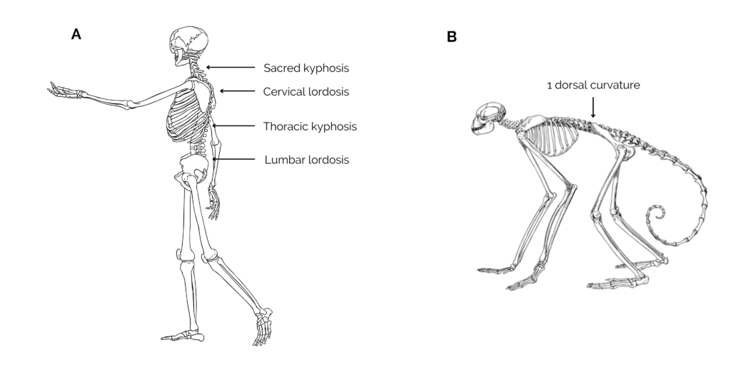 Homo sapiens spine versus non-human primate spine