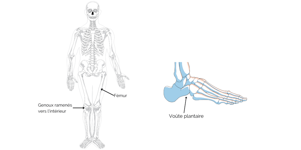 Squelette Homo sapiens et schéma du pied 