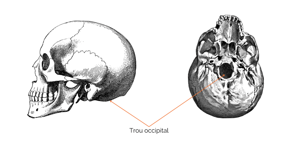 Crâne Homo sapiens qui permet de voir la position du trou occipital.