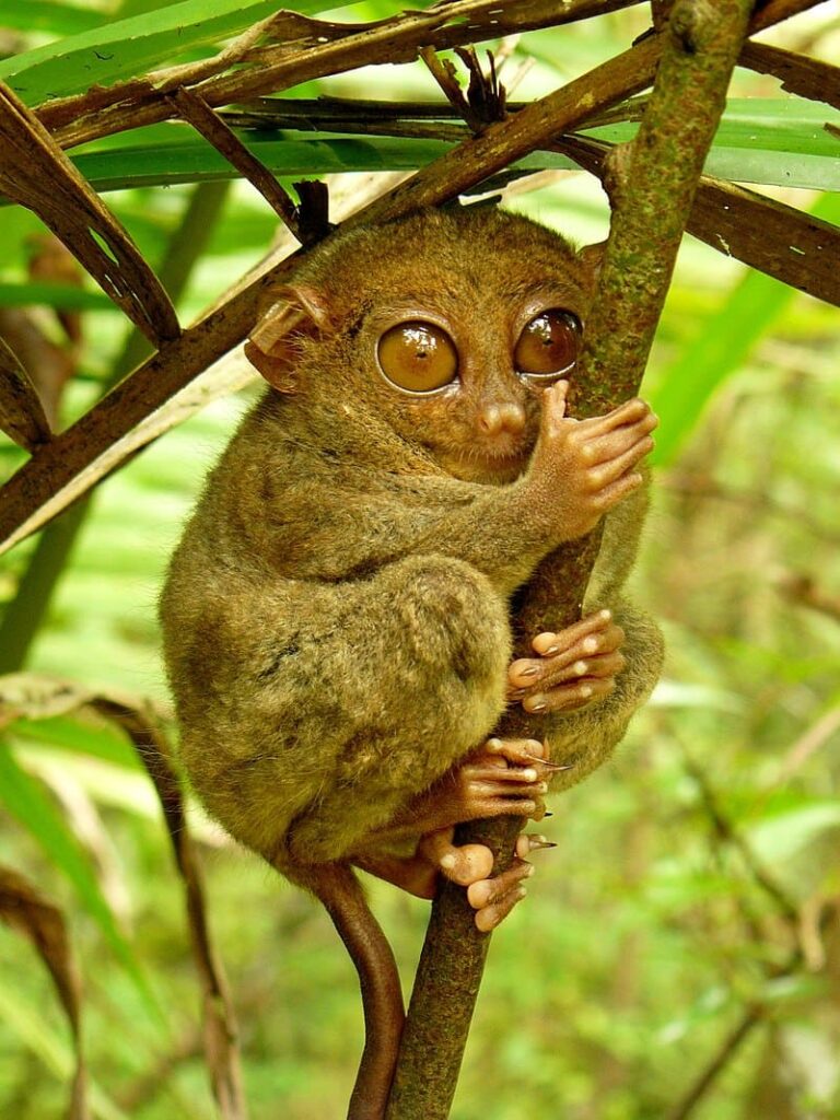 Photograph of a Philippine tarsier clinging to a branch.