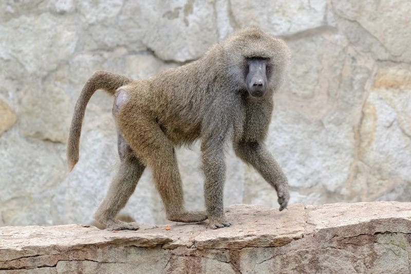 Quadrupedal locomotion of an olive baboon.