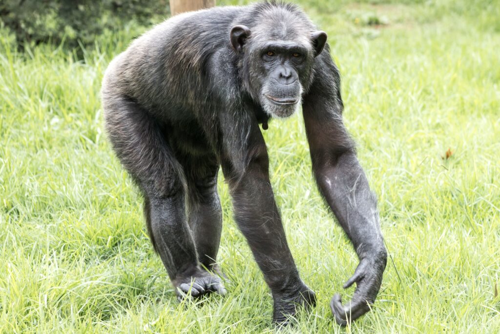 Exemple de locomotion d'un chimpanzé.