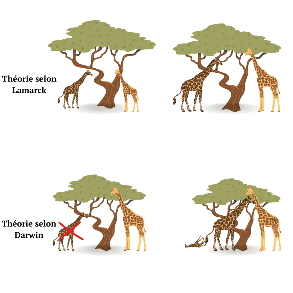 Schémas représentant la théorie de l'évolution selon Lamarck et Darwin.