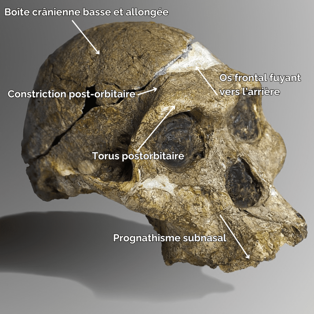 Caractéristiques crâniennes des Australopithèques