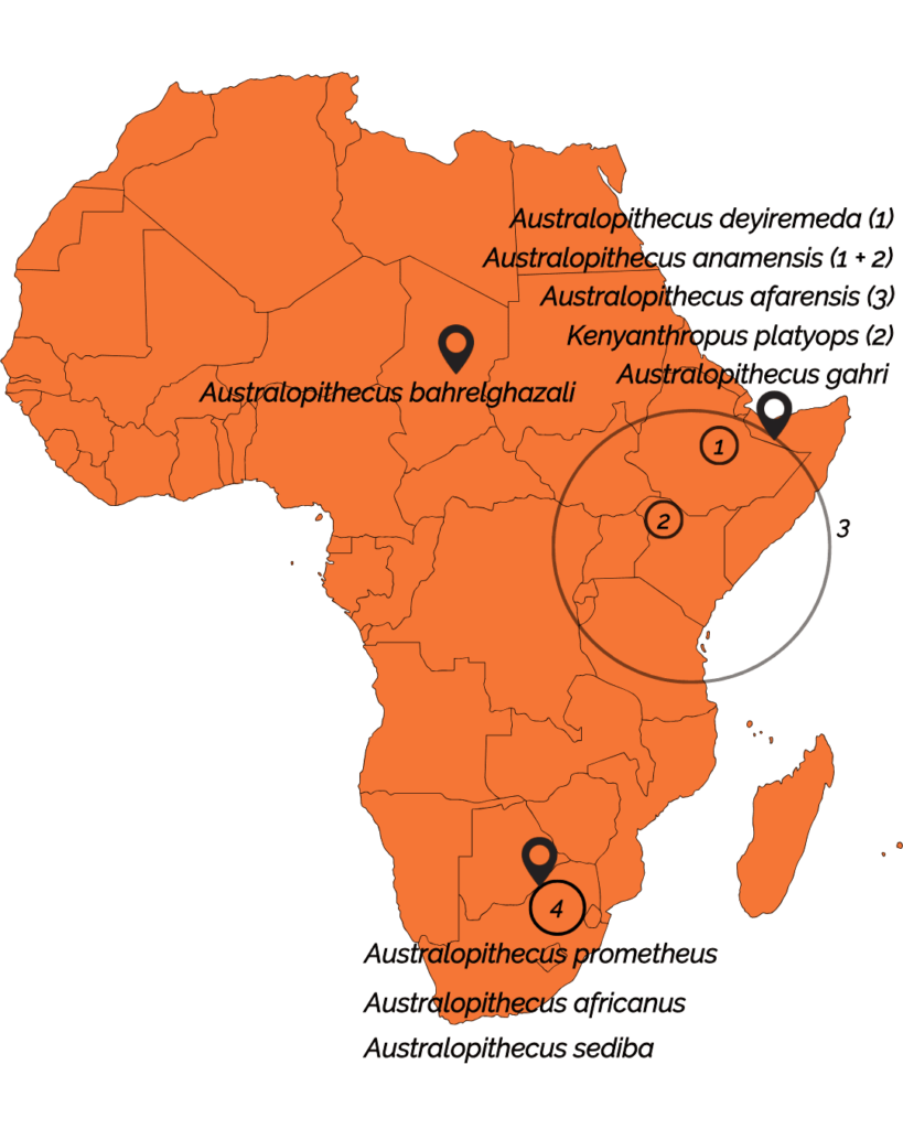 Répartition des Australopithèques en Afrique