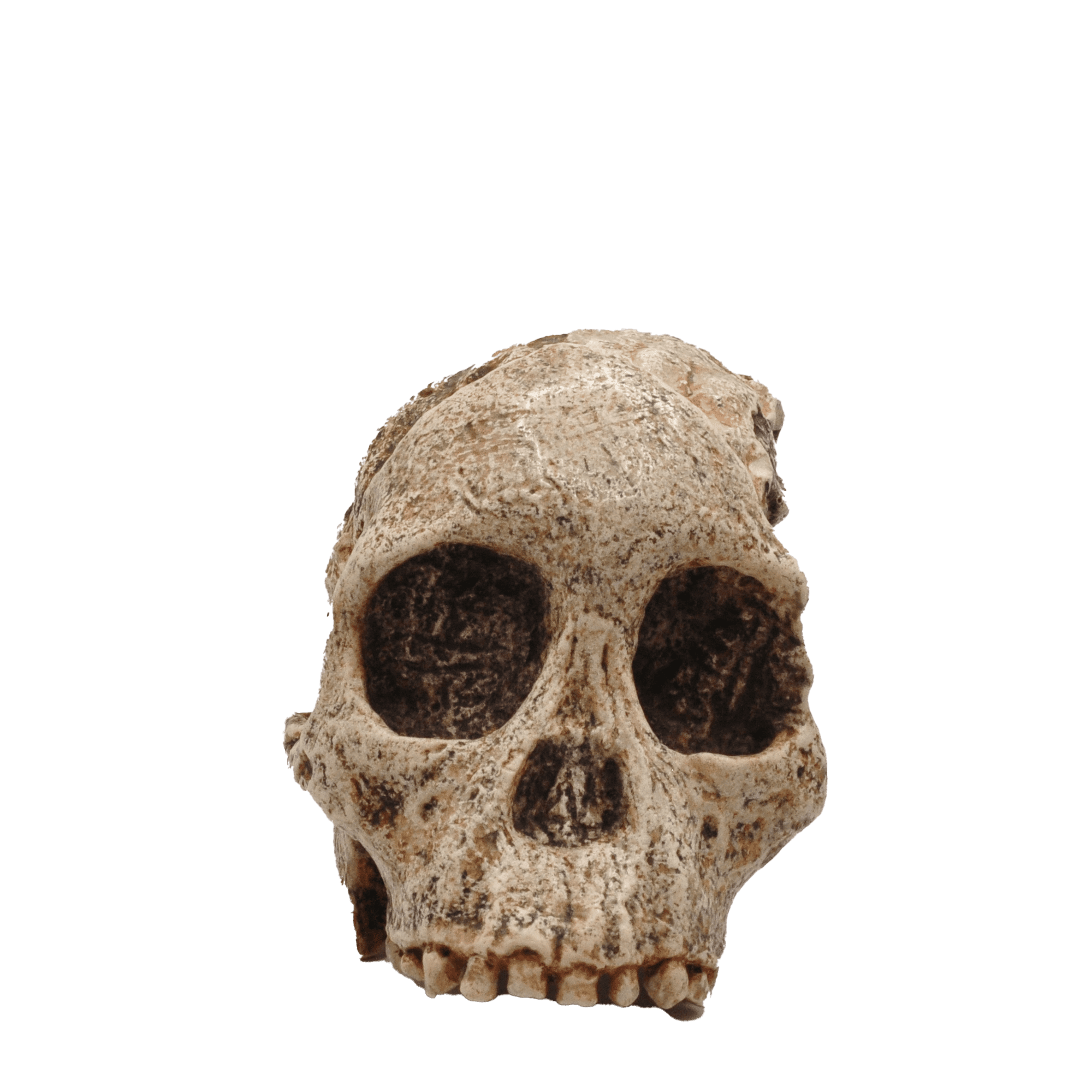 Crâne d'un Australopithèques - Australopithecus africanus