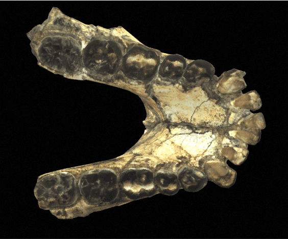 Modélisation 3D de la mandibule KNM-KP 29281 appartenant à un Australopithecus anamensis. 