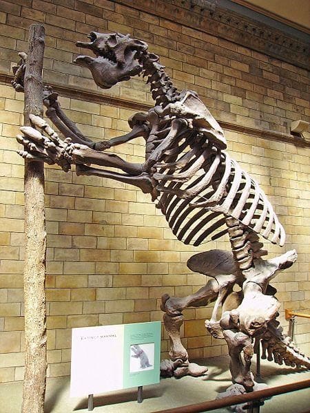 Photographie de Megatherium americanum, un membre de la Mégafaune du Pléistocène.
