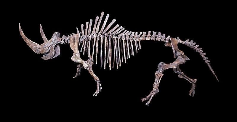 Photographie d'un rhinocéros laineux, membre de la Mégafaune du Pléistocène.