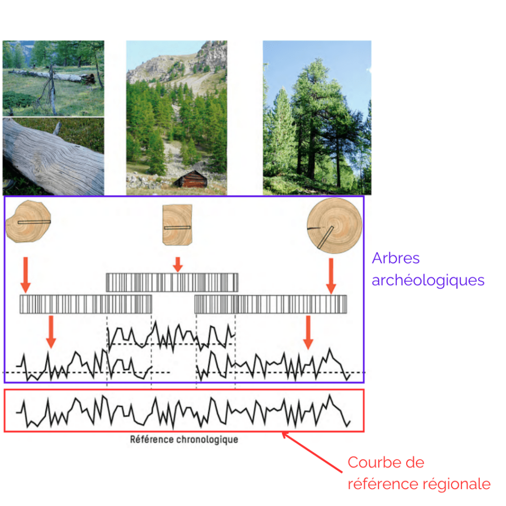 Courbes dendrochronologiques permettant la datation de bois découvert en contexte archéologique